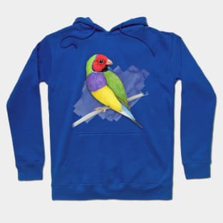 Gouldian finch colour pencil drawing Hoodie